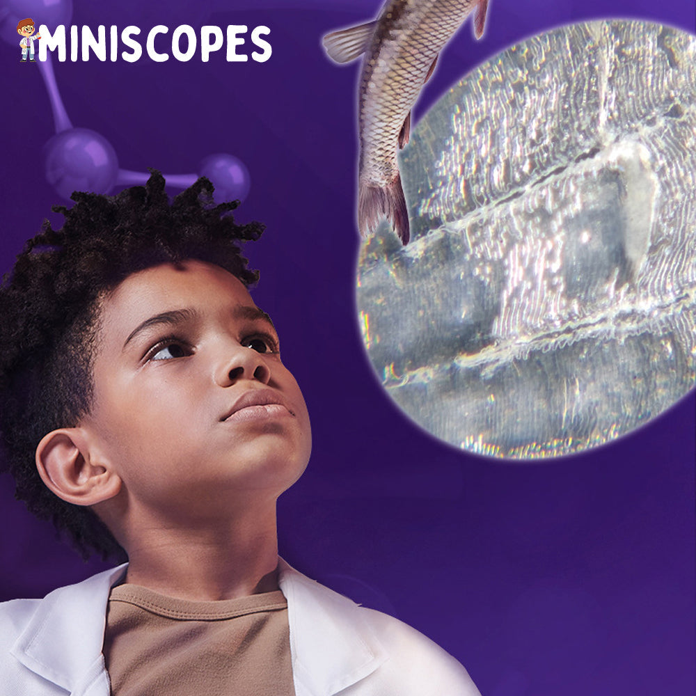 Zoomify | Das Miniskop